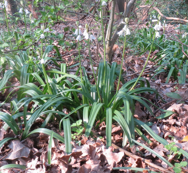 White Bluebells